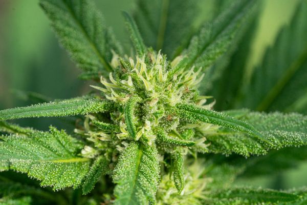 Top 5 astuces pour choisir des fleurs CBD économiques
